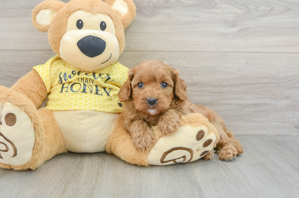 6 week old Cavapoo Puppy For Sale - Puppy Love PR