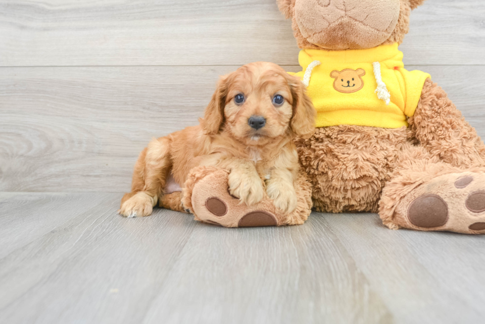 Friendly Cavapoo Baby