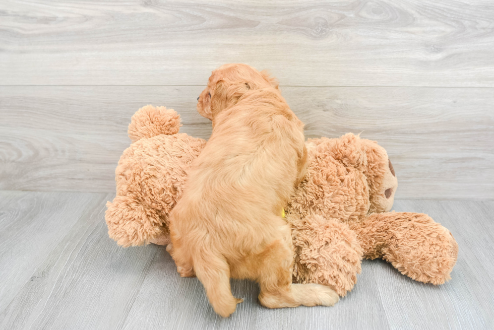 Best Cavapoo Baby