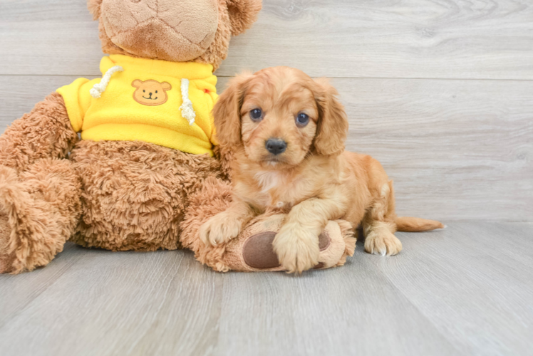 Cavapoo Puppy for Adoption