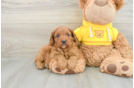 Cavapoo Puppy for Adoption