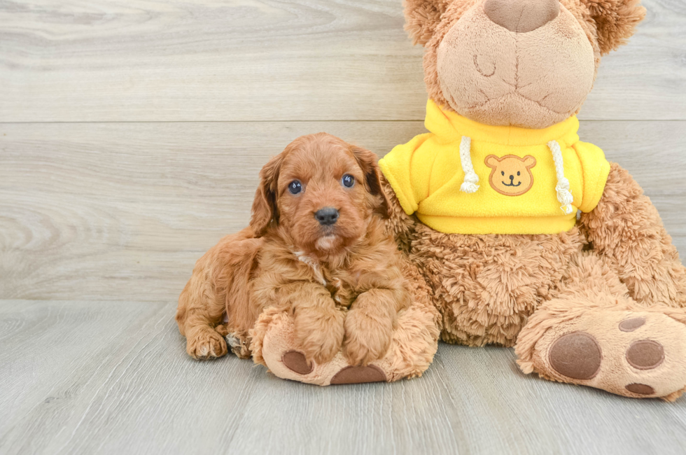 6 week old Cavapoo Puppy For Sale - Puppy Love PR