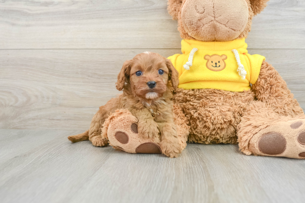 Fluffy Cavapoo Poodle Mix Pup