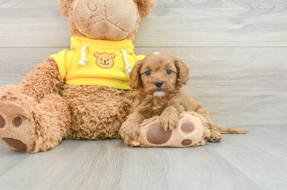 8 week old Cavapoo Puppy For Sale - Puppy Love PR