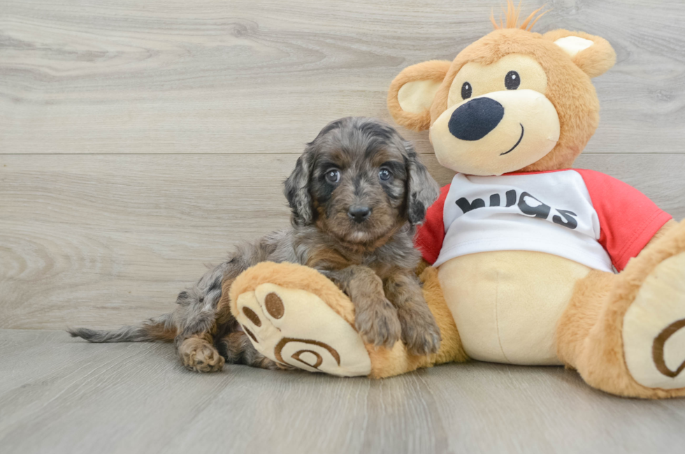 5 week old Cavapoo Puppy For Sale - Puppy Love PR