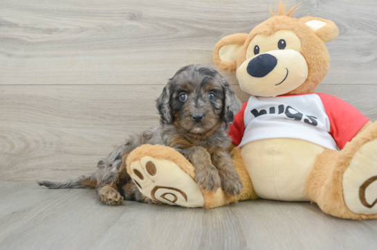 Funny Cavapoo Poodle Mix Pup