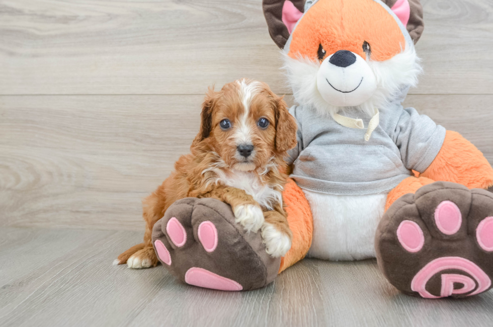 6 week old Cavapoo Puppy For Sale - Puppy Love PR