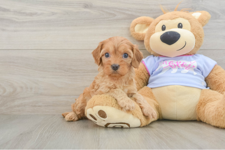 Little Cavipoo Poodle Mix Puppy