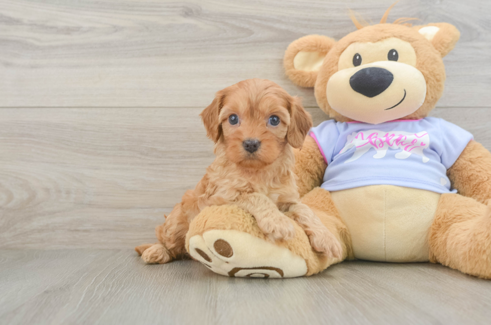 5 week old Cavapoo Puppy For Sale - Puppy Love PR