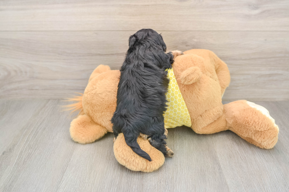 Cavapoo Puppy for Adoption