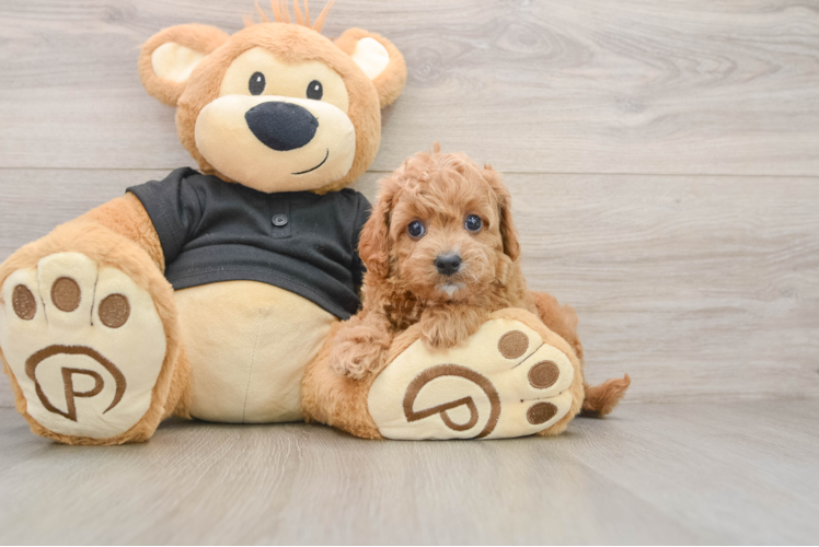 Little Cavipoo Poodle Mix Puppy