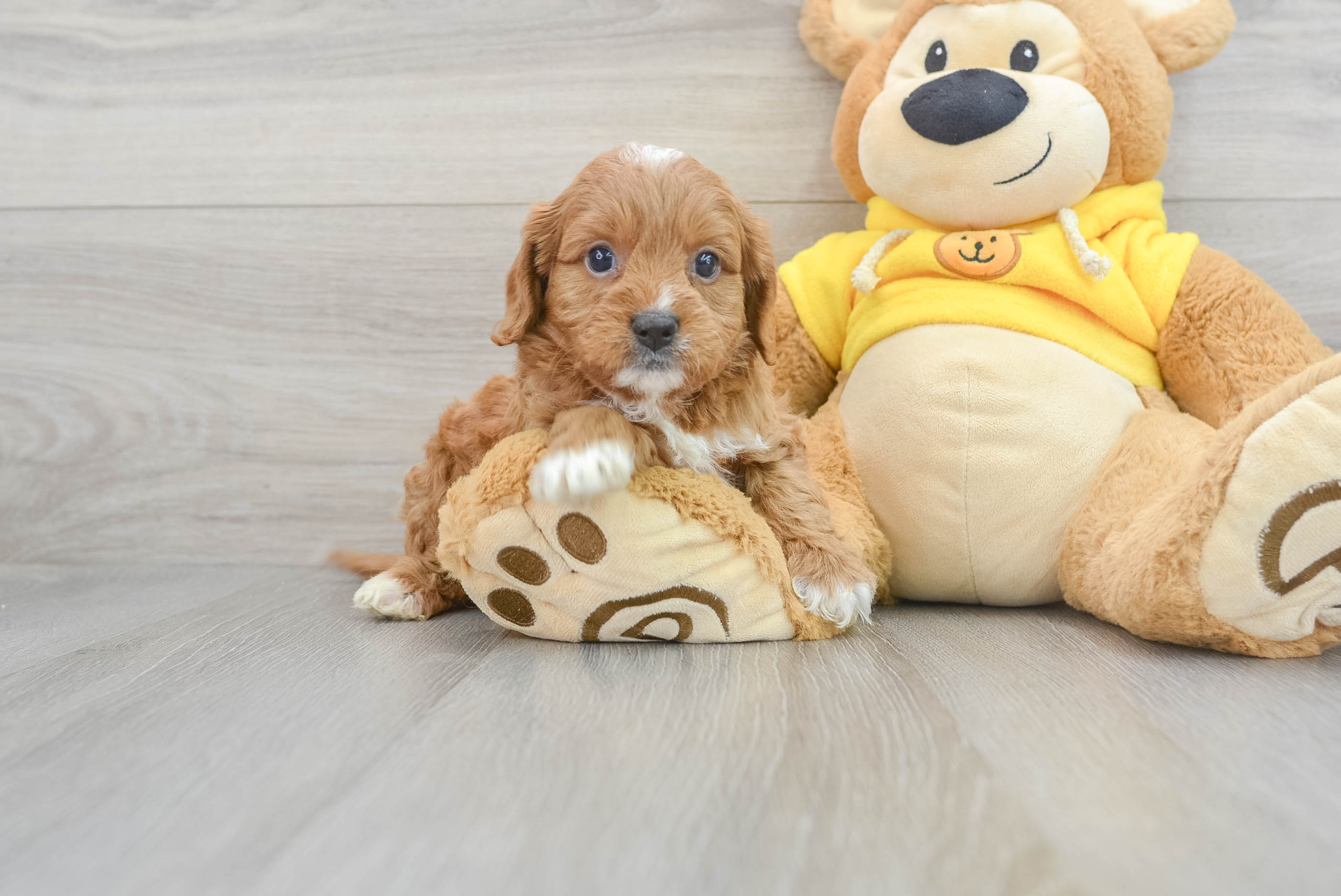 Adorable Cavoodle Poodle Mix Puppy