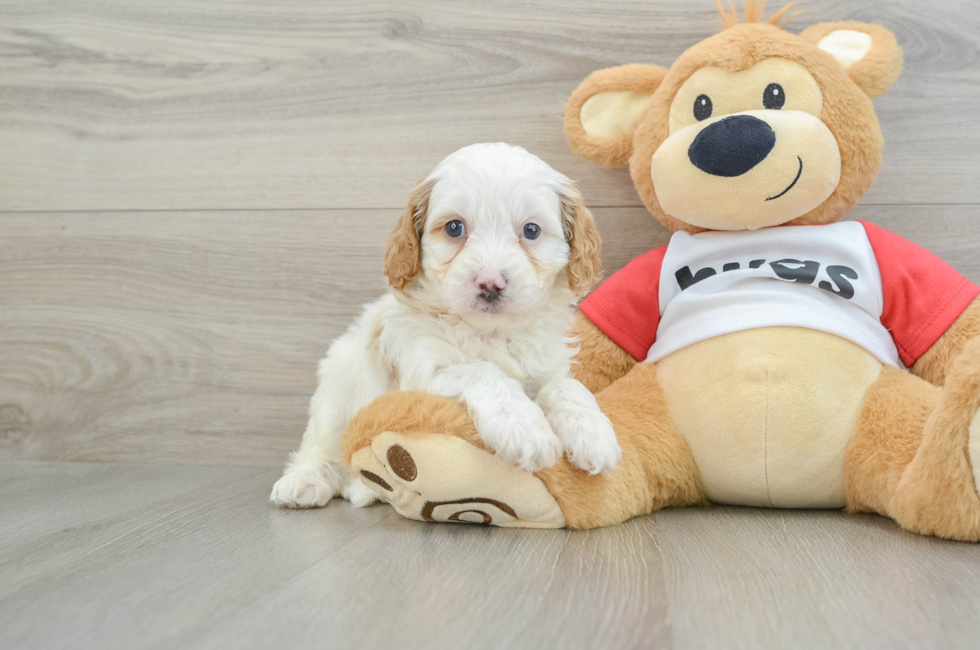 5 week old Cavapoo Puppy For Sale - Puppy Love PR