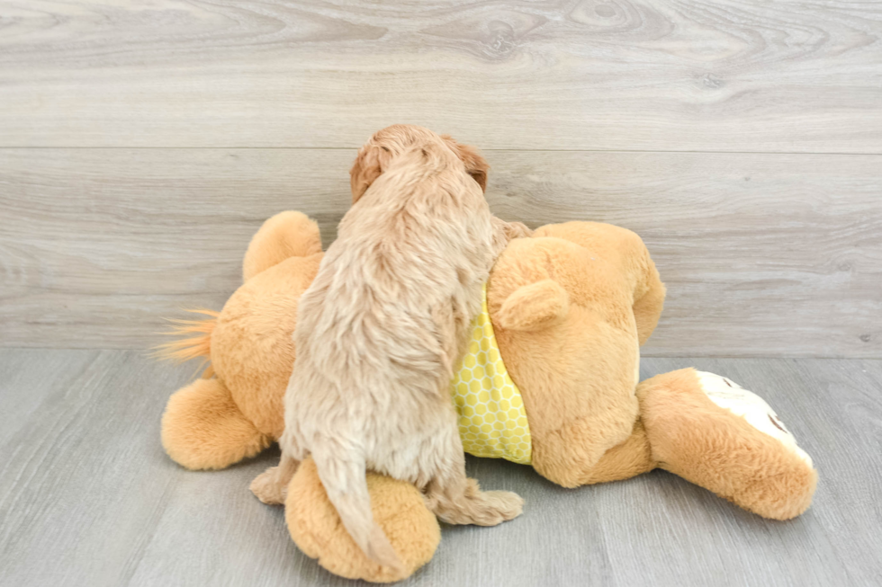 Cavapoo Pup Being Cute