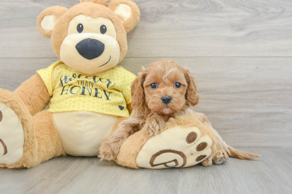 Cavapoo Puppy for Adoption