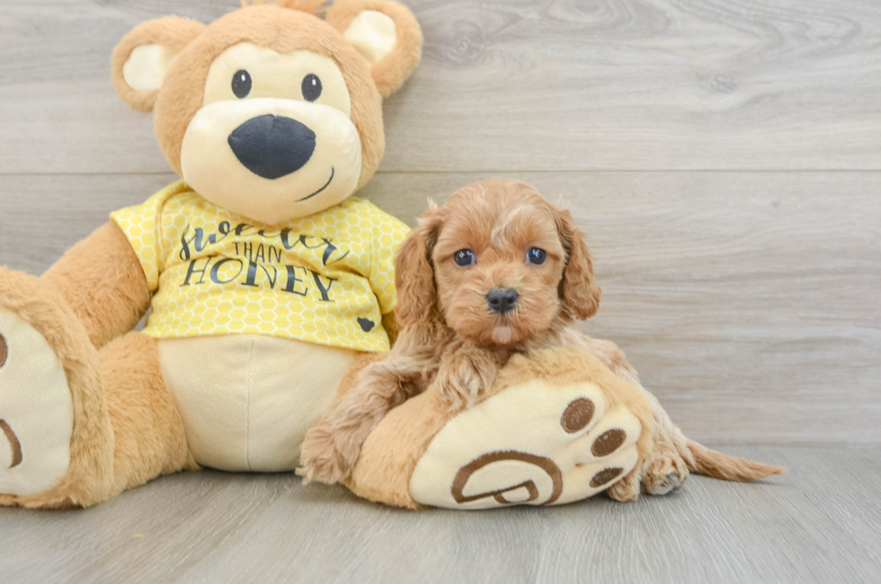 6 week old Cavapoo Puppy For Sale - Puppy Love PR