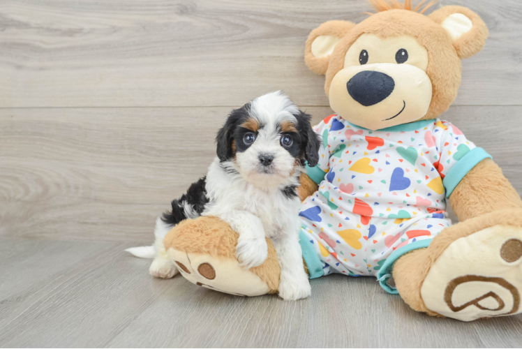 Cavapoo Puppy for Adoption