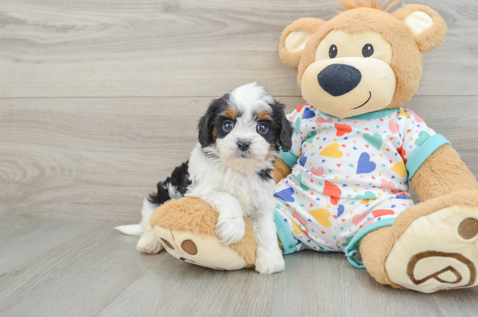 6 week old Cavapoo Puppy For Sale - Puppy Love PR