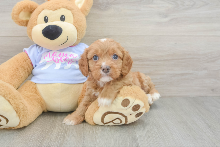 Cavapoo Pup Being Cute