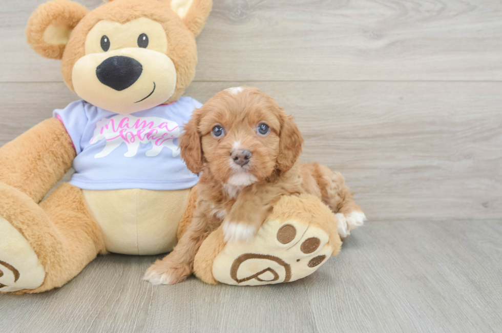 5 week old Cavapoo Puppy For Sale - Puppy Love PR