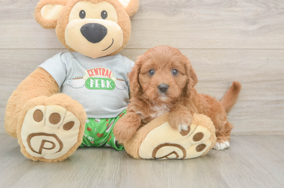 6 week old Cavapoo Puppy For Sale - Puppy Love PR