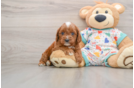Fluffy Cavapoo Poodle Mix Pup