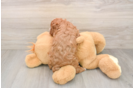 Cavapoo Pup Being Cute