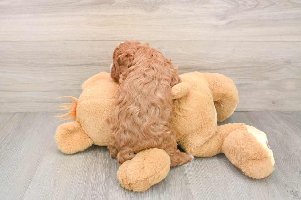 Cavapoo Pup Being Cute