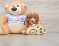 8 week old Cavapoo Puppy For Sale - Puppy Love PR