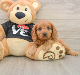 7 week old Cavapoo Puppy For Sale - Puppy Love PR