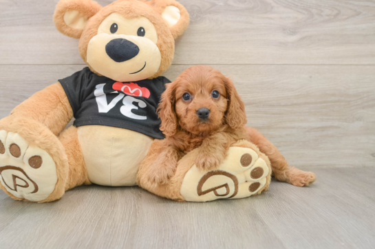 Cavapoo Puppy for Adoption