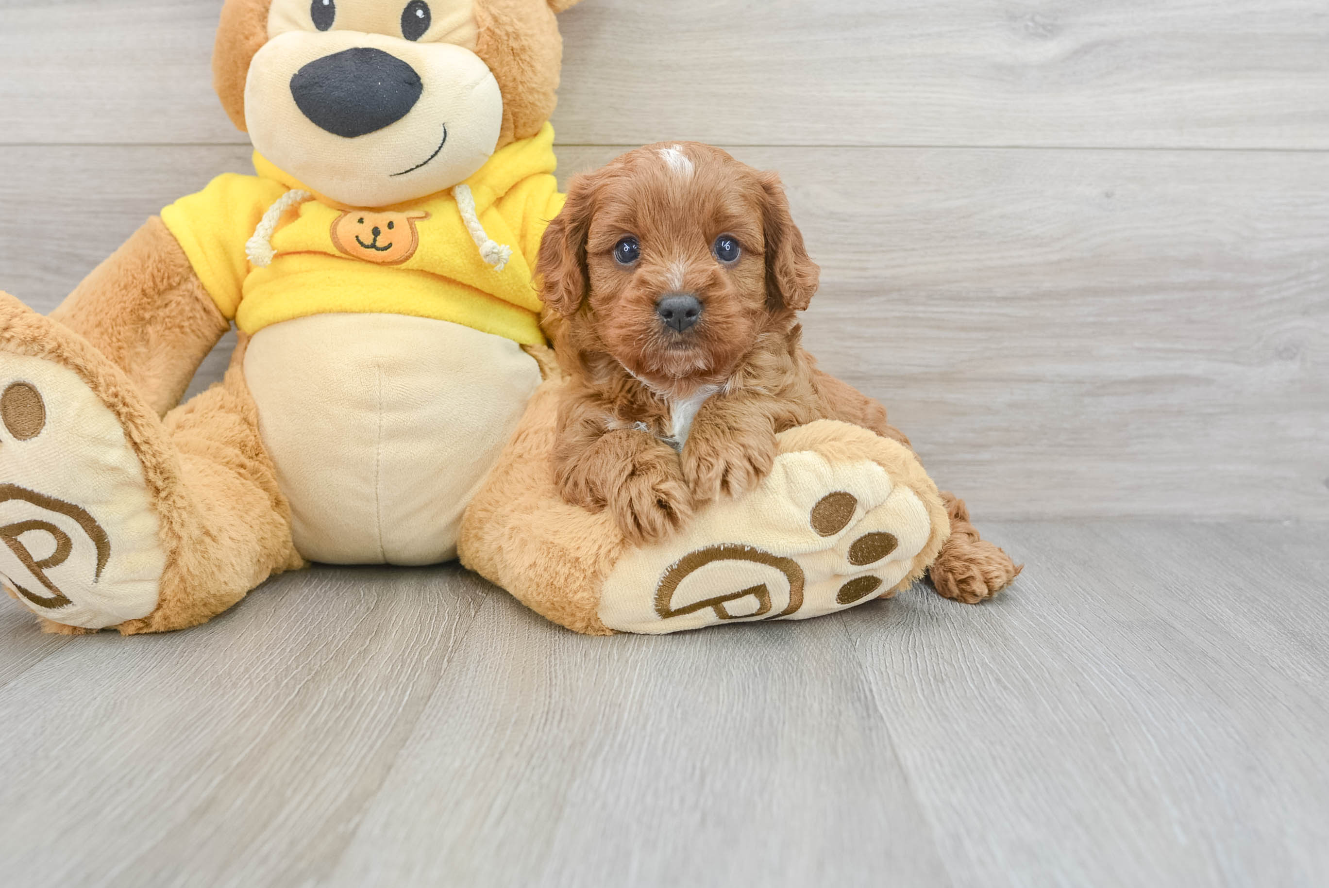 Cavapoo Puppy for Adoption
