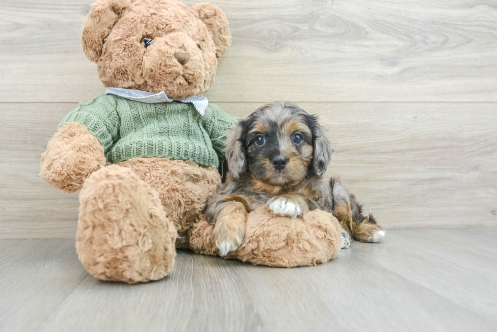 Energetic Cavoodle Poodle Mix Puppy