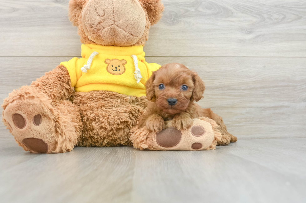 8 week old Cavapoo Puppy For Sale - Puppy Love PR