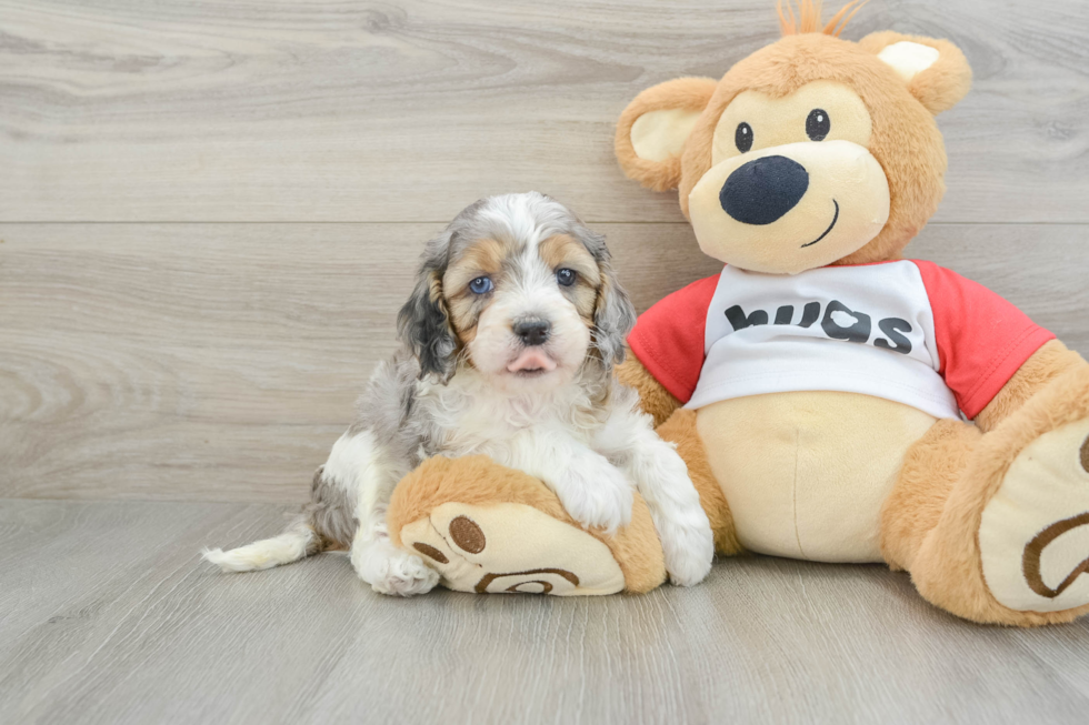 Popular Cavapoo Poodle Mix Pup