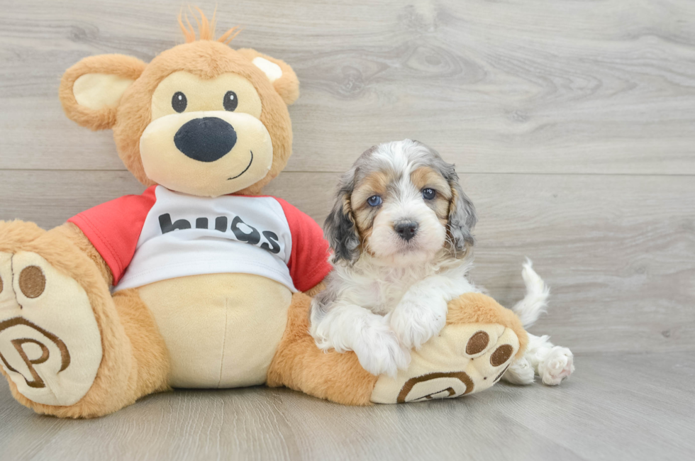 5 week old Cavapoo Puppy For Sale - Puppy Love PR