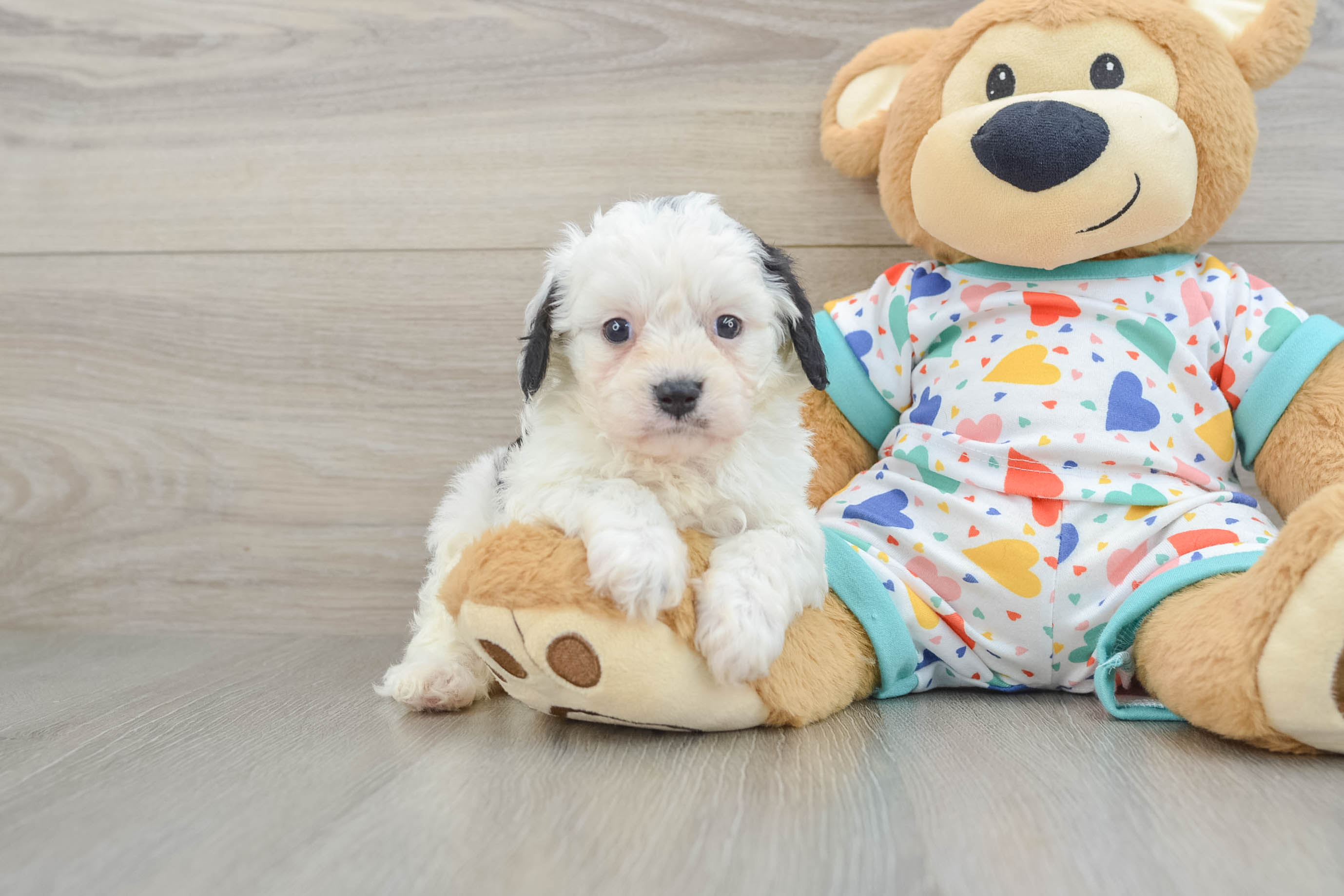 Funny Cavapoo Poodle Mix Pup
