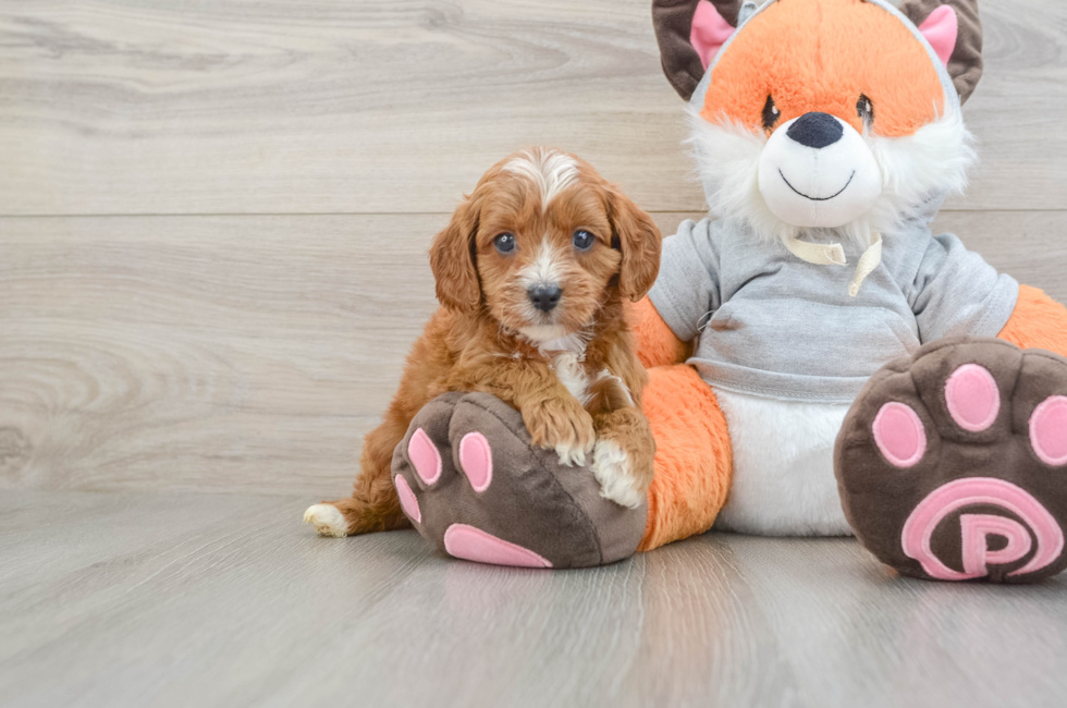 6 week old Cavapoo Puppy For Sale - Puppy Love PR
