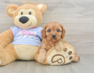 9 week old Cavapoo Puppy For Sale - Puppy Love PR