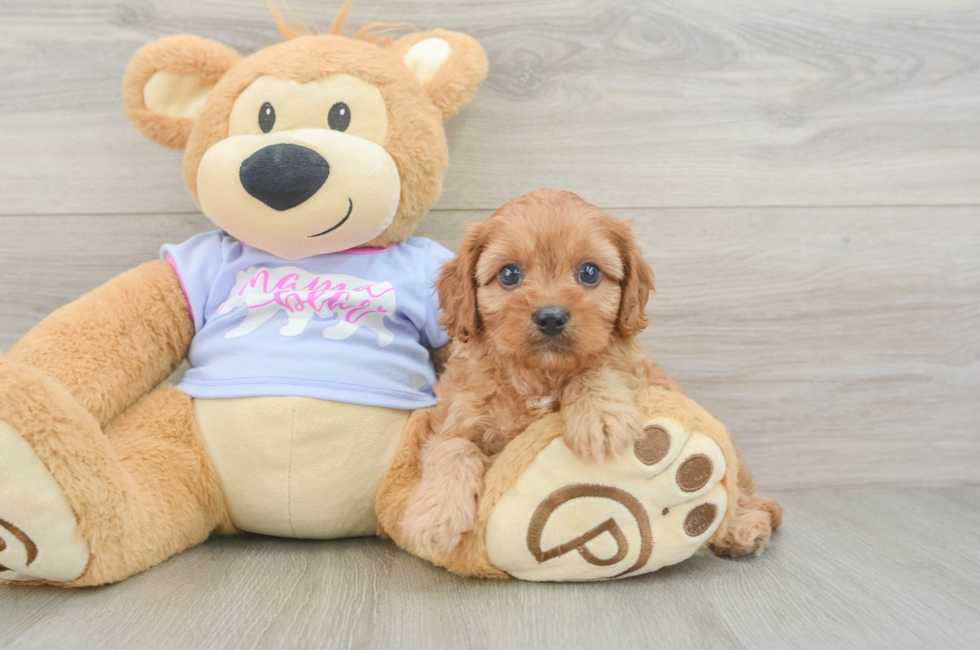 5 week old Cavapoo Puppy For Sale - Puppy Love PR