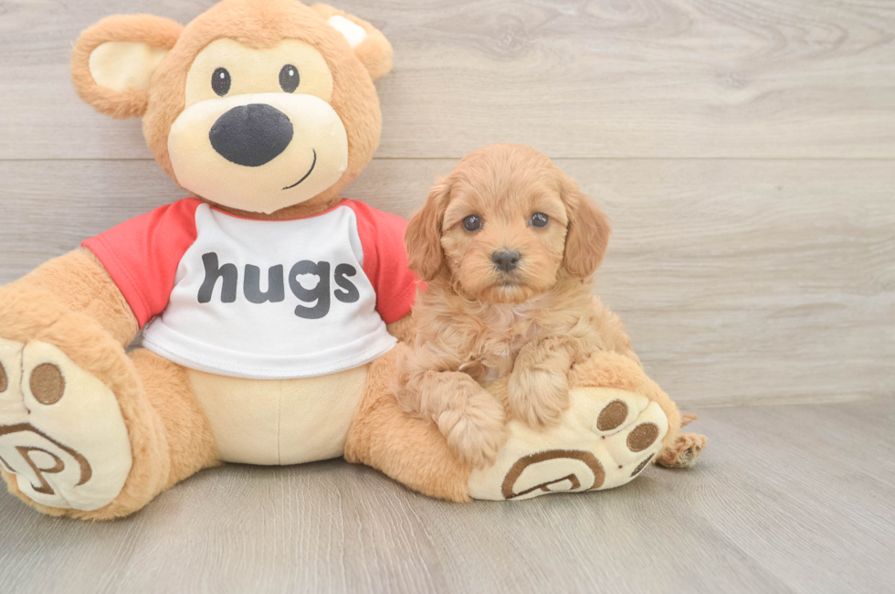 6 week old Cavapoo Puppy For Sale - Puppy Love PR