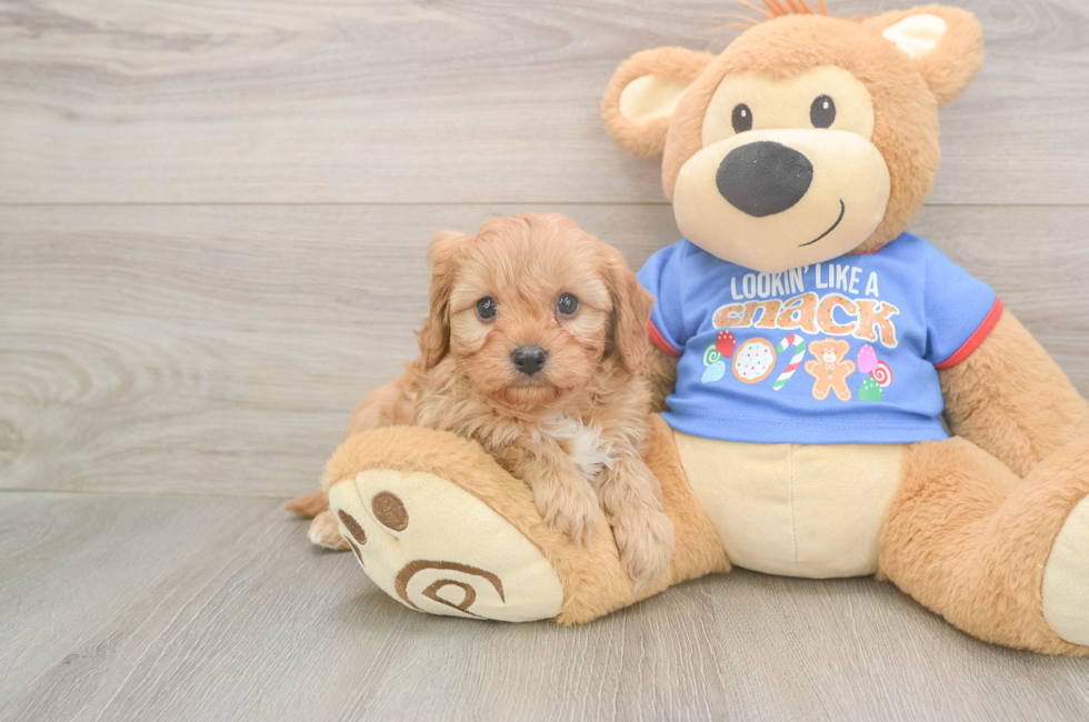 6 week old Cavapoo Puppy For Sale - Puppy Love PR