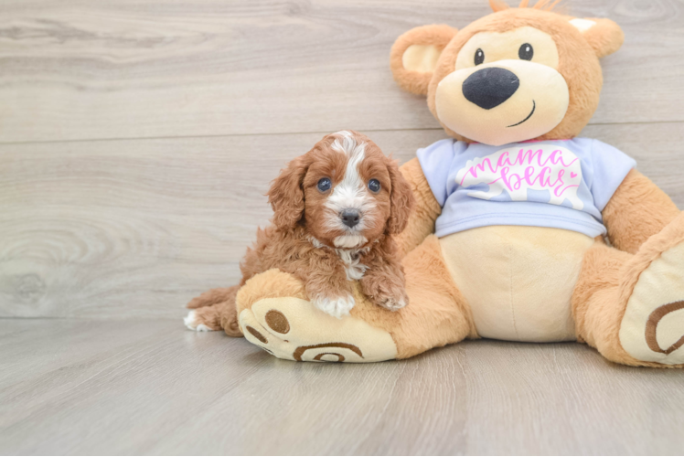Fluffy Cavapoo Poodle Mix Pup