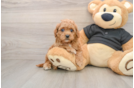 Sweet Cavapoo Baby