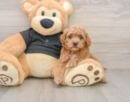 8 week old Cavapoo Puppy For Sale - Puppy Love PR