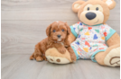 Hypoallergenic Cavadoodle Poodle Mix Puppy