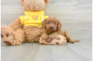 Popular Cavapoo Poodle Mix Pup