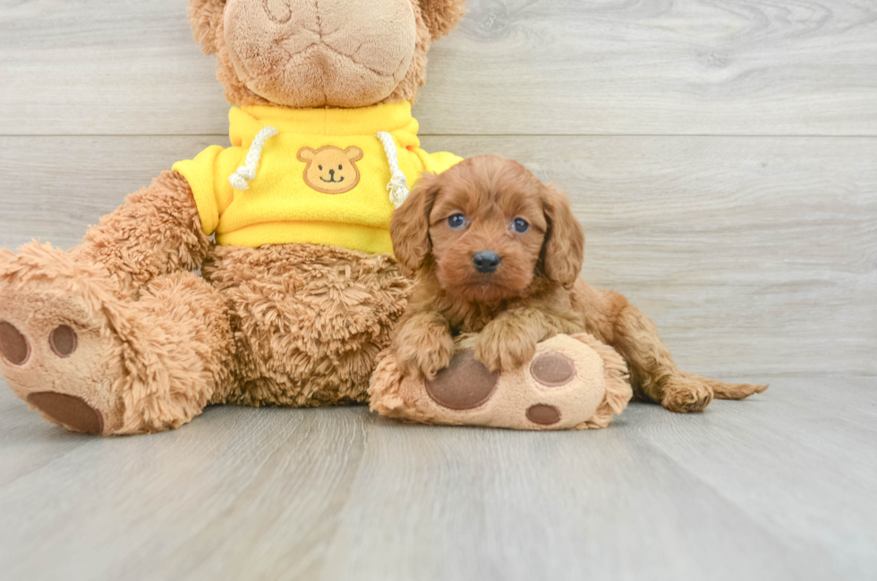 8 week old Cavapoo Puppy For Sale - Puppy Love PR