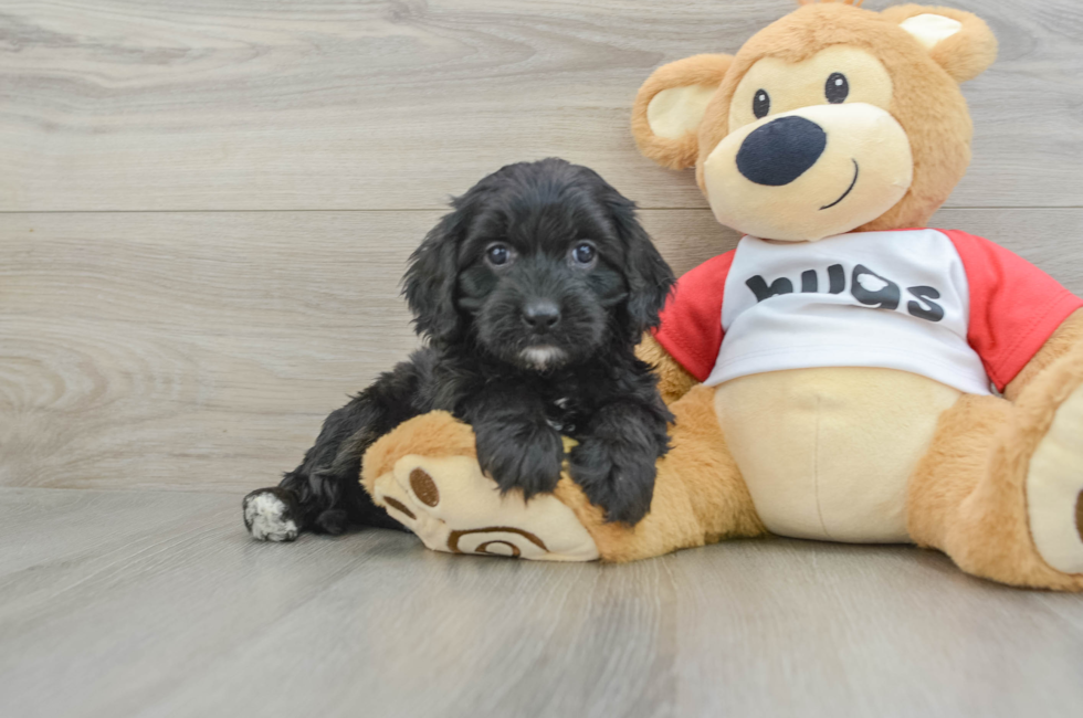 5 week old Cavapoo Puppy For Sale - Puppy Love PR