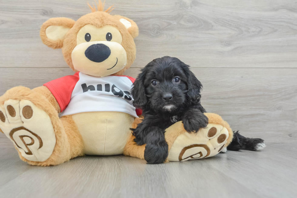 Friendly Cavapoo Baby